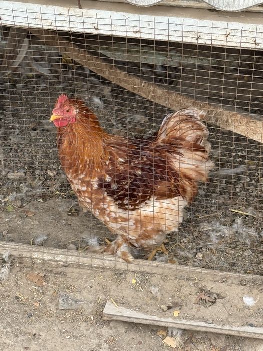 Фаргонада жужа хурозлар, кохинхин карлик