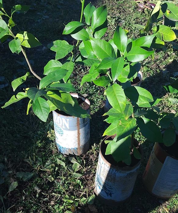 Лимонени дръвчета