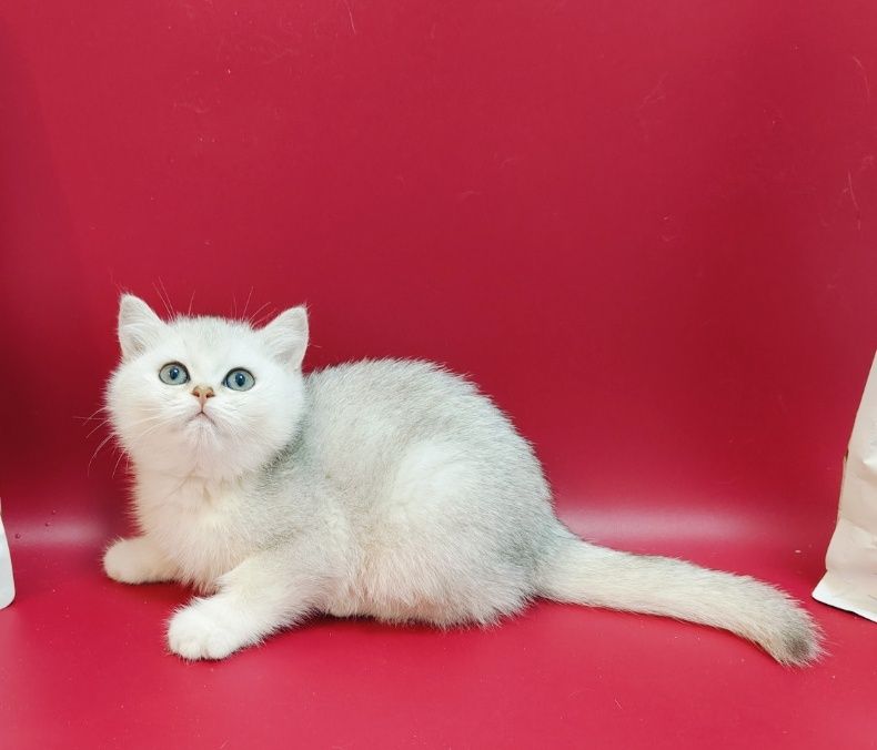 Котята Алматы Шиншилла ns25