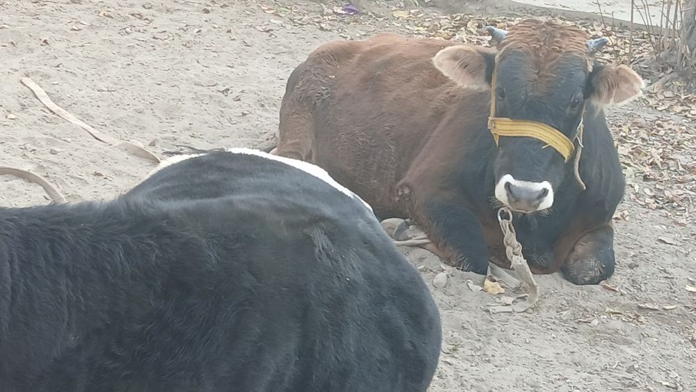 Букалар сотилади.