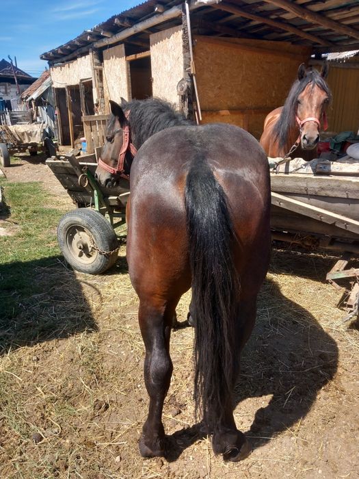 Iapă si cârlan de vânzare