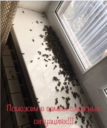 Дезинфекция!Уничтожение насекомых! Клопов, тараканов и т.д