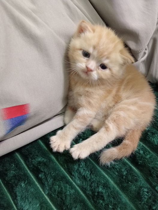 Продается котёнок / mushukcha sotiladi ( skotish straiyt )