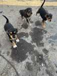 Catei gratuit gratis adoptie