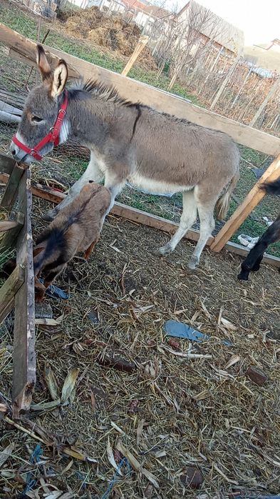 Vând un măgar de 10 luni și un țap de alpin francez și o iada metisa