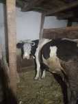 Vaca de vanzare botosani