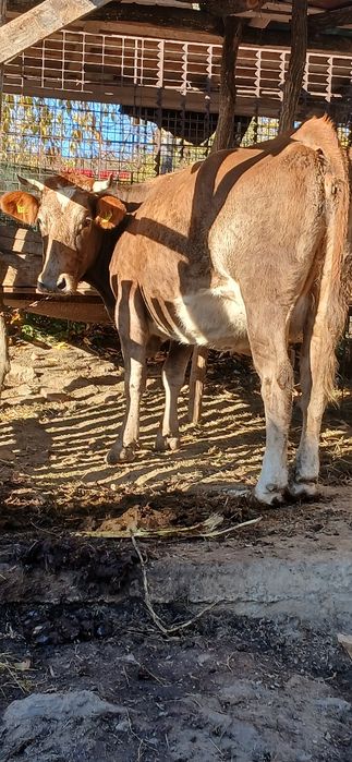 Vând vacă holstein