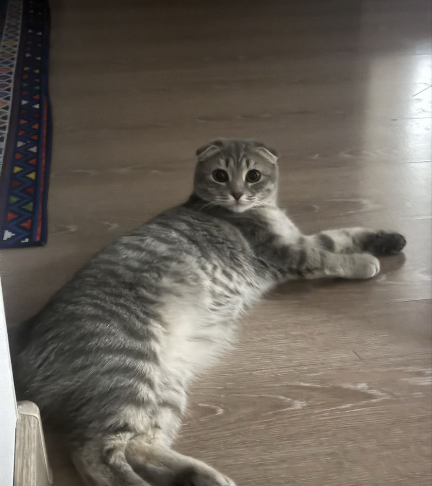 Котёнок-девочка 10 мес