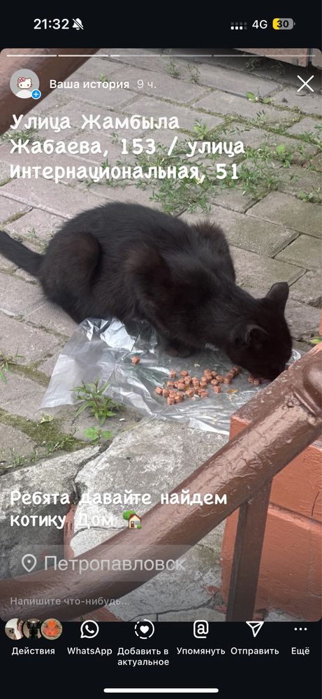 Ищем дом котику!!!