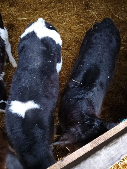 Vând șase tăurași.