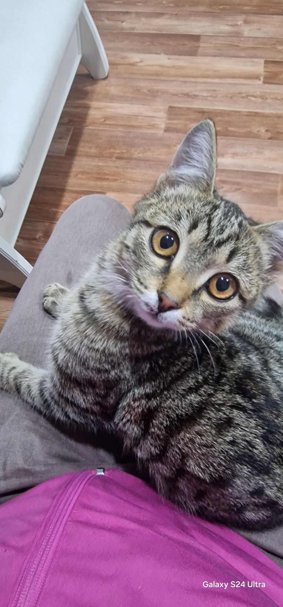 Котик ищет семью и дом
