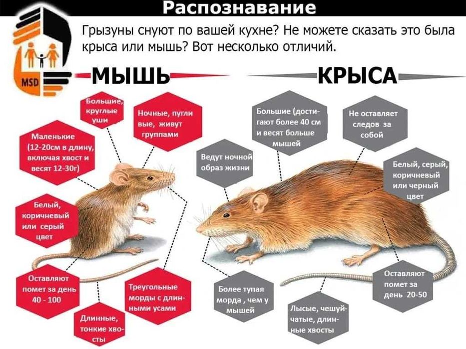 Мыши, Крысы Дератизация Дезинфекция Юр. Лица Лицензия, гарантия 100%