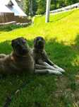 Kangal de vanzare