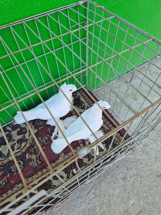 Голуби духчеви сатылады