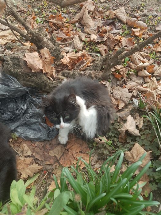 Подарявам котета