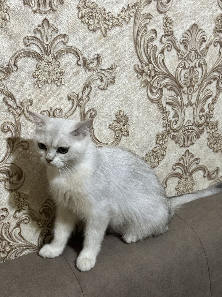 Серебристая шиншилла