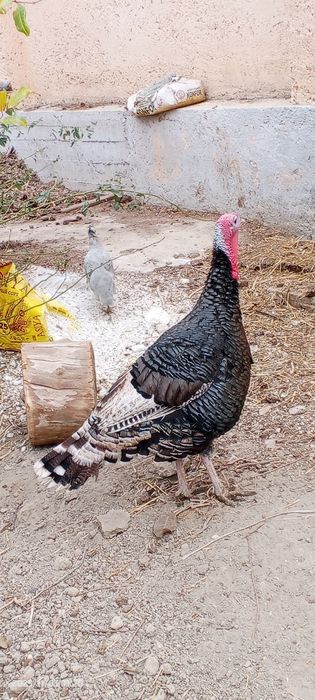 Induk sotiladi juda katta