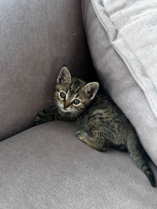 Ofer spre adopție o pisicuță adorabilă!