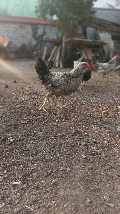 Продаю молодых кур, 3 месяца