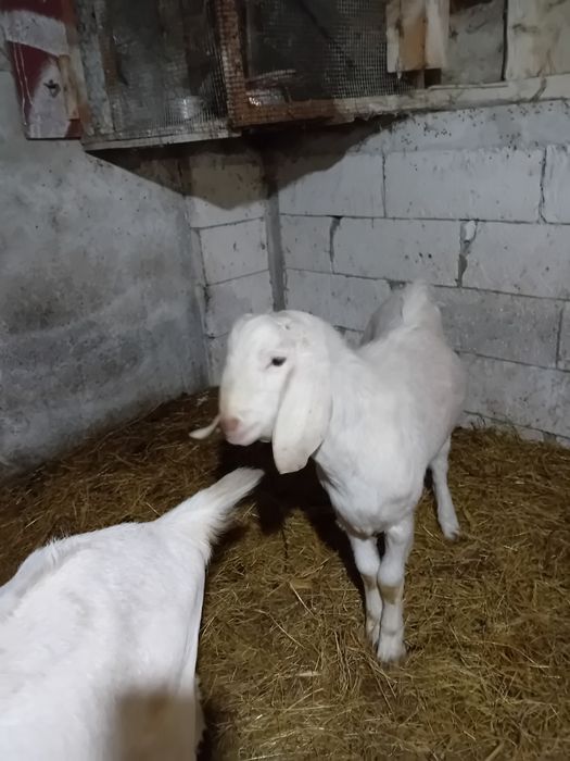 Vând țap 10 luni