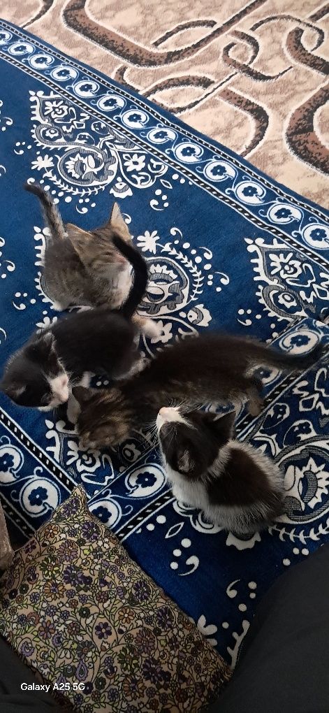 Mushuk bollari bor kimga kerak boʻlsa
