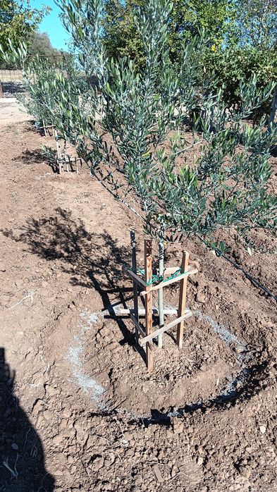 Агрономически консултации - овощни,зеленчукови и полски култури