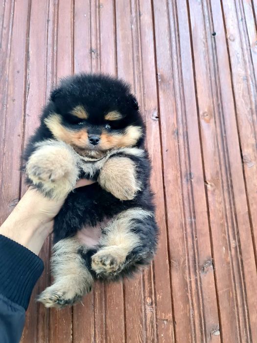 Померан померан.