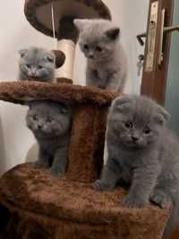 Puiuti Scottish Fold, Scottish Straight