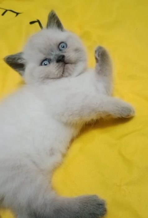 БриТансКие КоТяТа