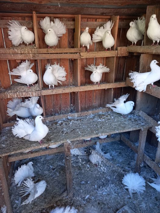 Anfoiați albi de vânzare