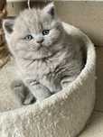 British Shorthair Lilac