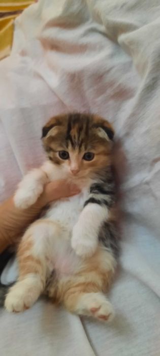 Породистые котята в заботливые руки
