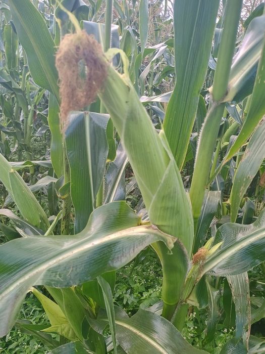 Продавам бяла царевица