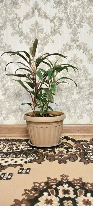 Комнатные цветы и растения