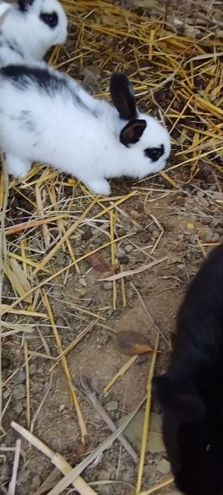 Quyon bolalari sotiladi 1 oylik