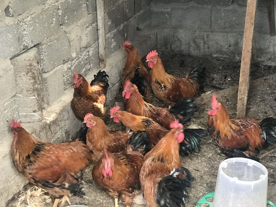 Продаются петухи кучинской породы