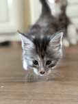 Pisicuta Maine coon cu pedigree