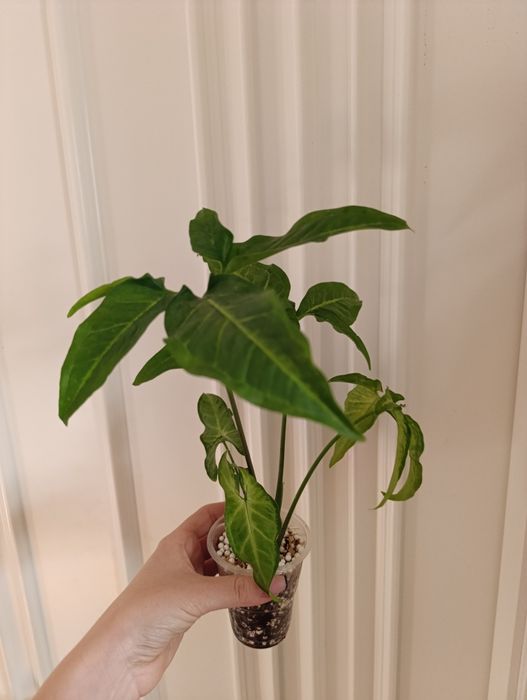 Продаётся сингониум