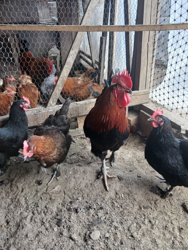 De vânzare familie gaini Marans 5+1