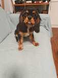 Cavalier King Chatles