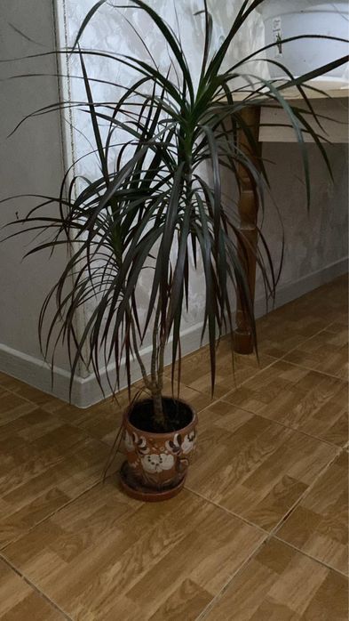 Комнатные растение