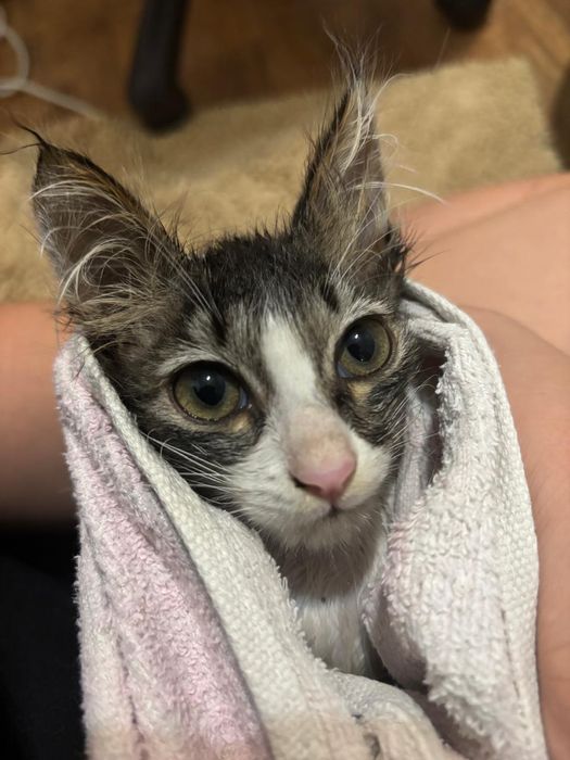 Котенок беспородистый