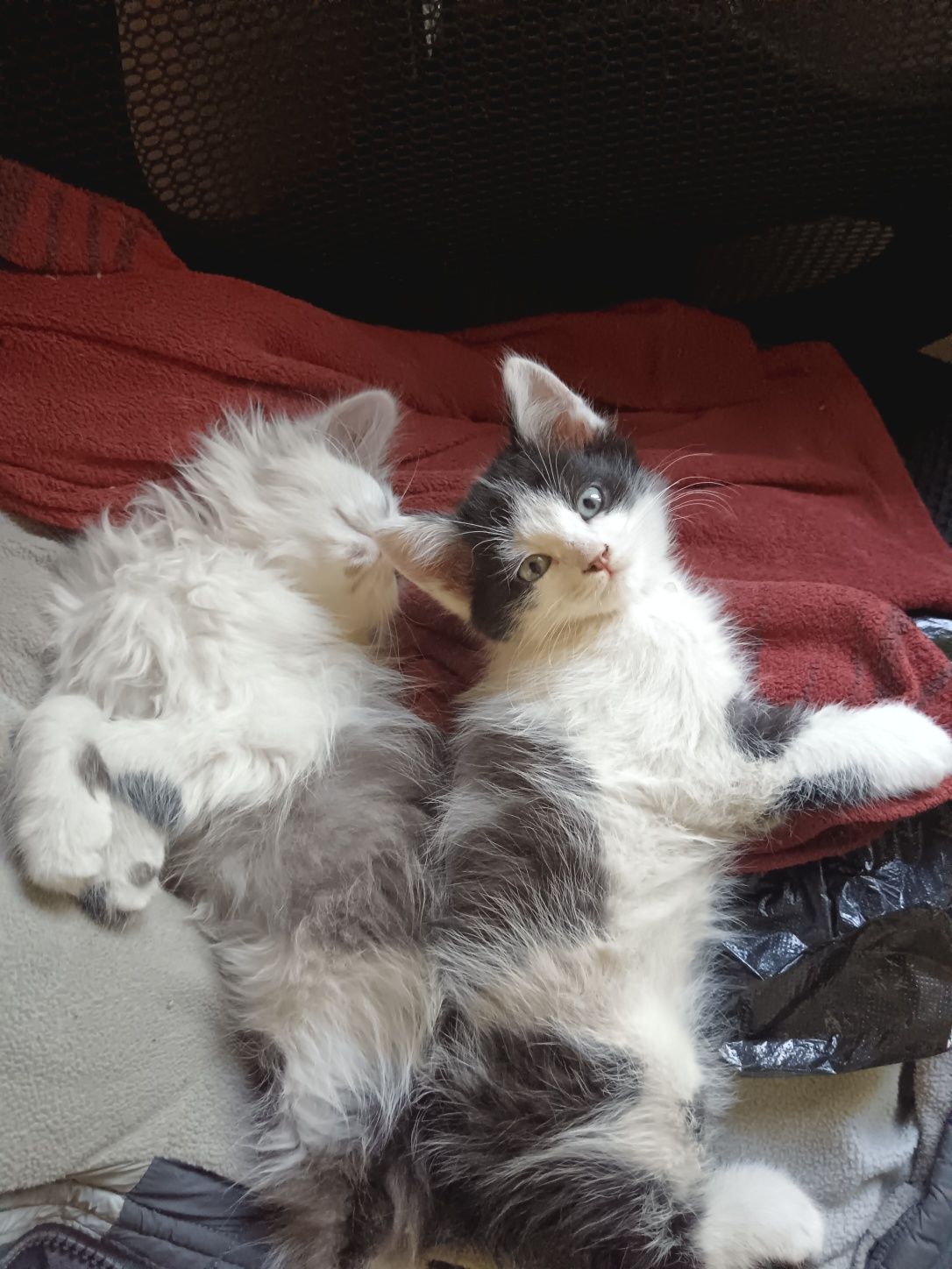 Котята крысоловки