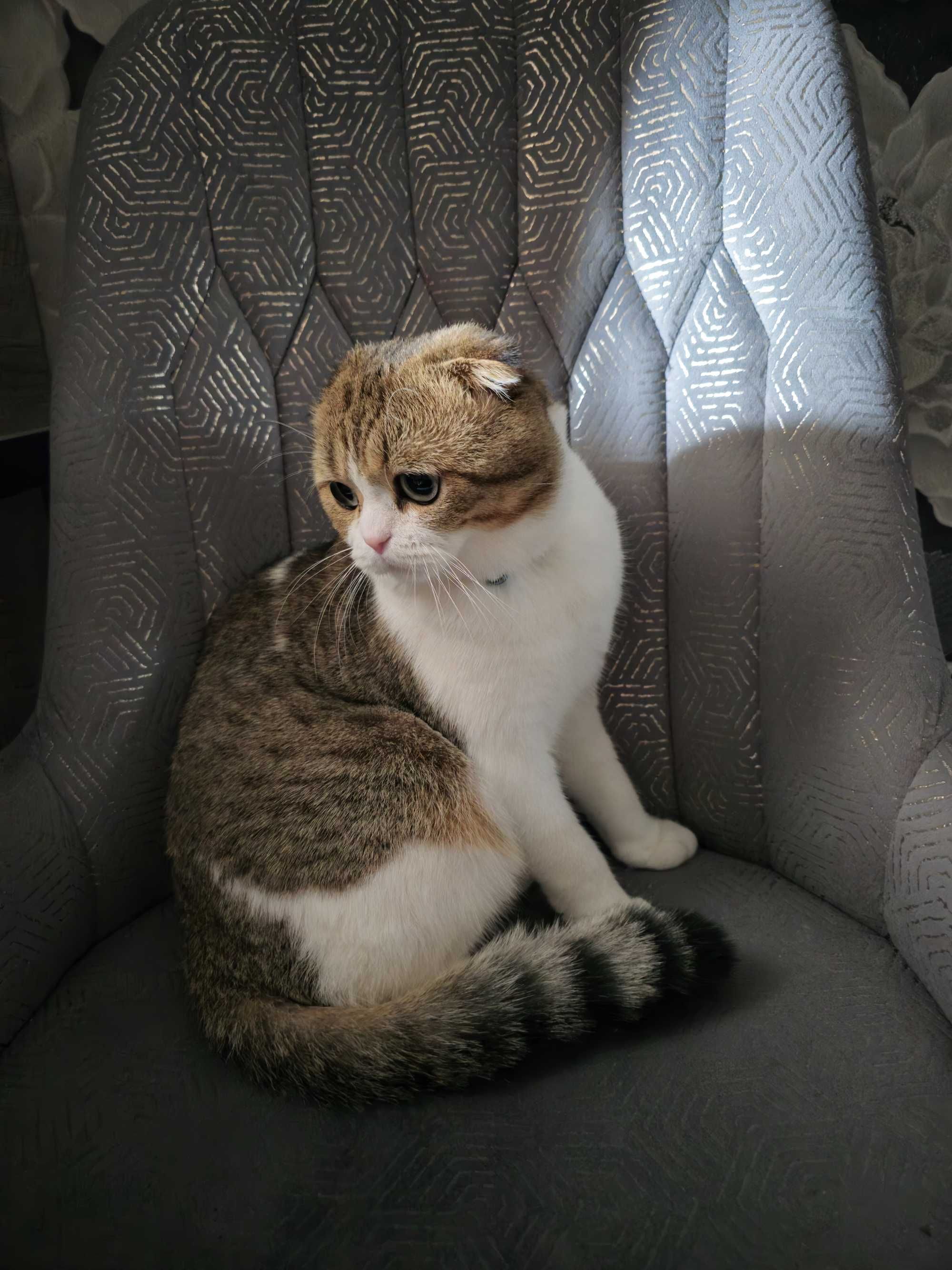 Вязка!!!    Ищу кошку для вязки с вислоухим котом.