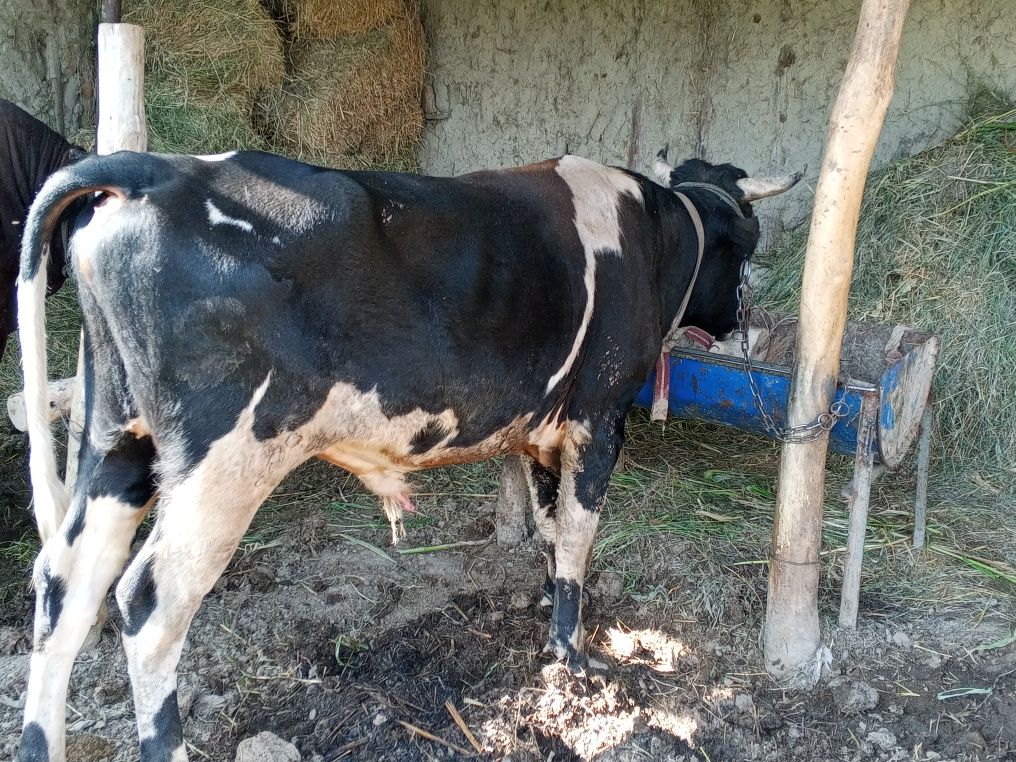Buqa sotiladi 20 mln