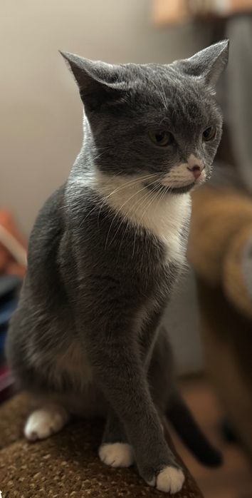 Подаряваме прекрасни котенца!