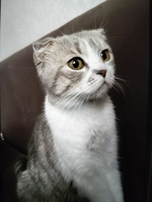 Отдам кошку в хорошие руки