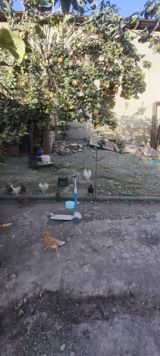 Тоуқлар сотилади домашний