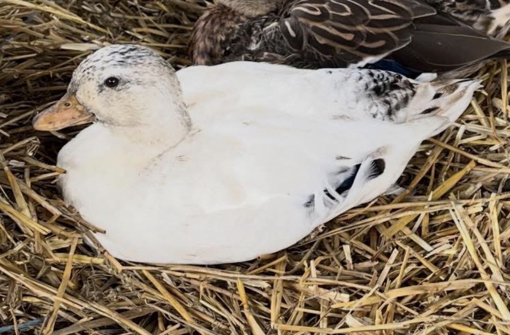 Rață Pitică Olandeză