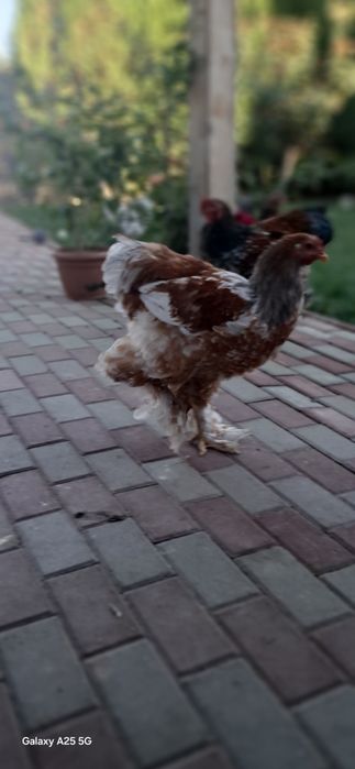 Cocoșii Brahma Porțelan